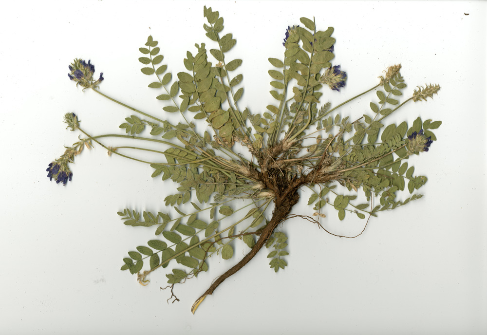 Image of Oxytropis sylvatica specimen.