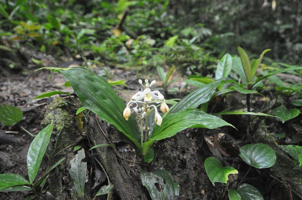 Изображение особи род Calanthe.