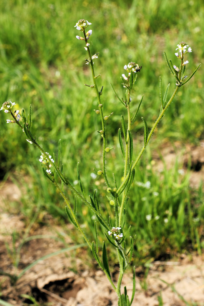 Image of Litwinowia tenuissima specimen.