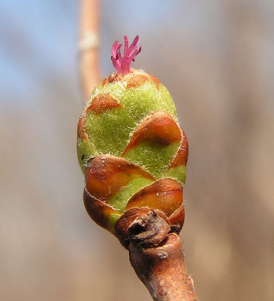 Изображение особи Corylus heterophylla.