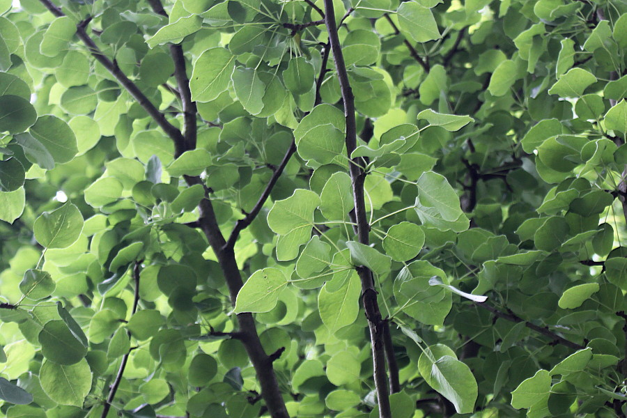 Image of Pyrus pyraster specimen.