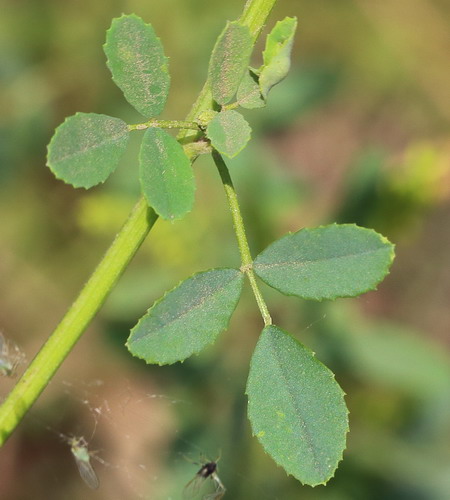 Изображение особи Melilotus officinalis.