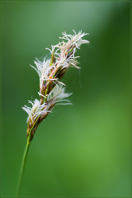 Image of Carex praecox specimen.