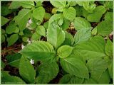 Impatiens parviflora. Молодые растения. Чувашия, г. Шумерля. 7 июня 2009 г.