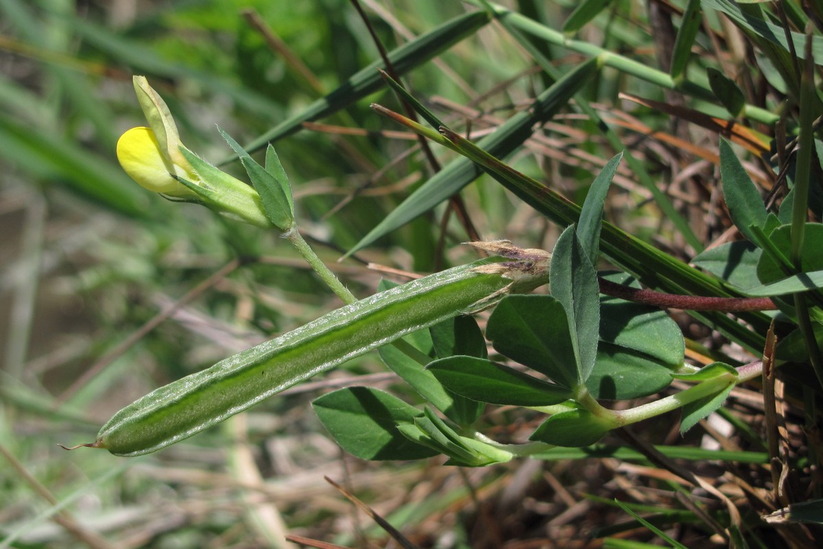 Image of Lotus maritimus specimen.