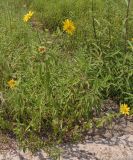 genus Helianthus