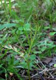 Botrychium matricariifolium