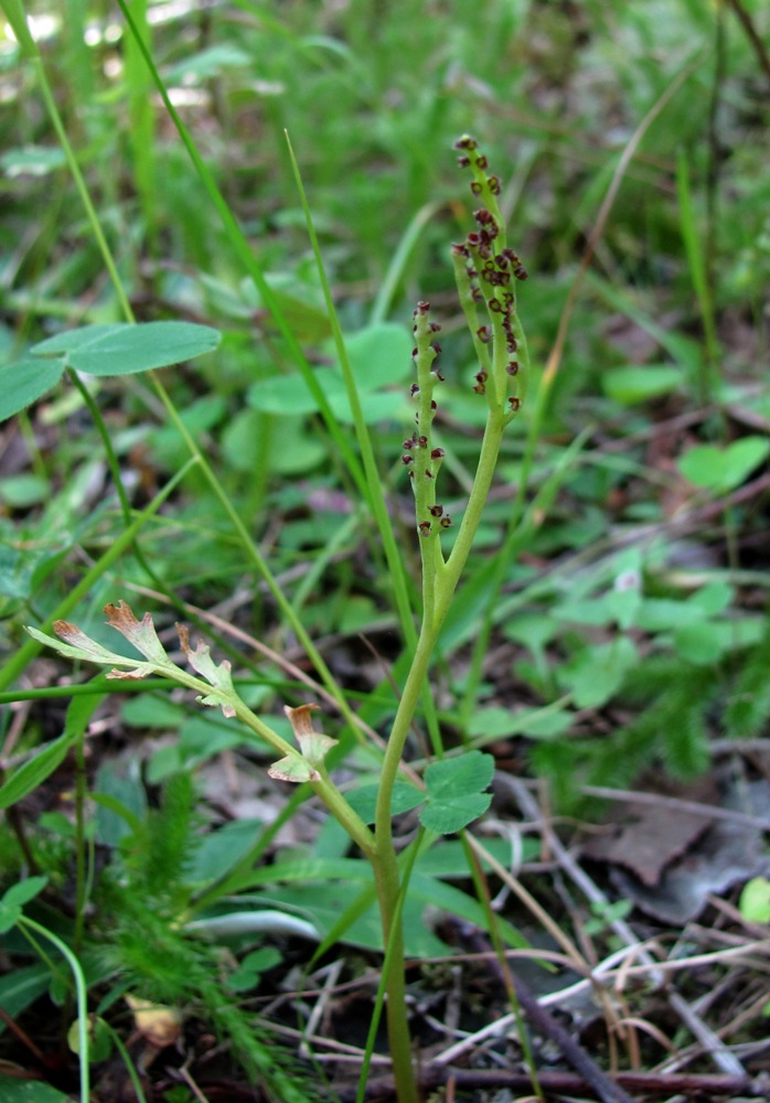 Изображение особи Botrychium matricariifolium.