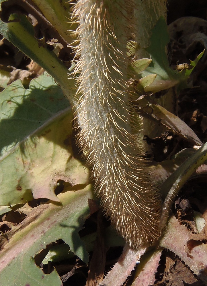 Image of Chondrilla latifolia specimen.