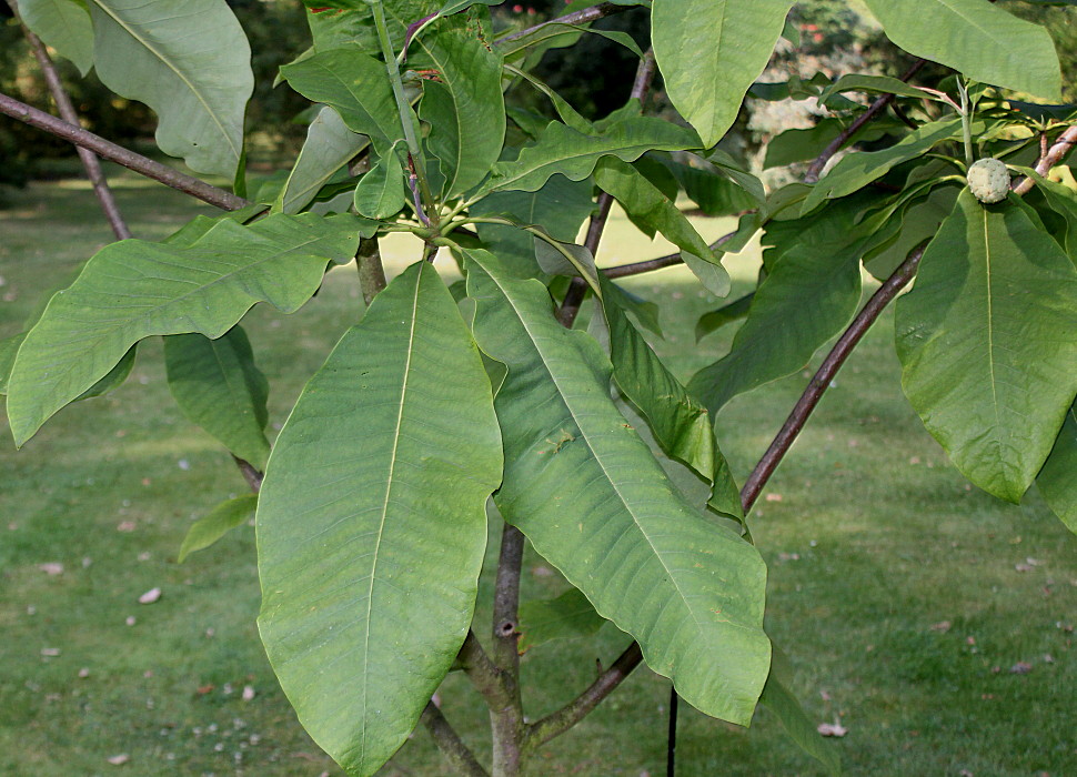 Image of Magnolia tripetala specimen.