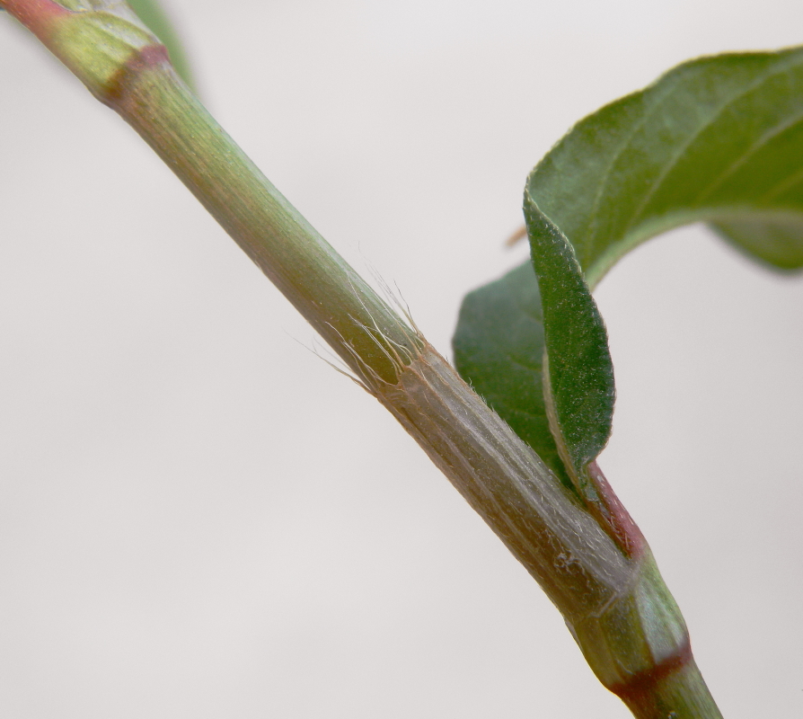 Изображение особи Persicaria maculosa.