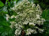 genus Heracleum