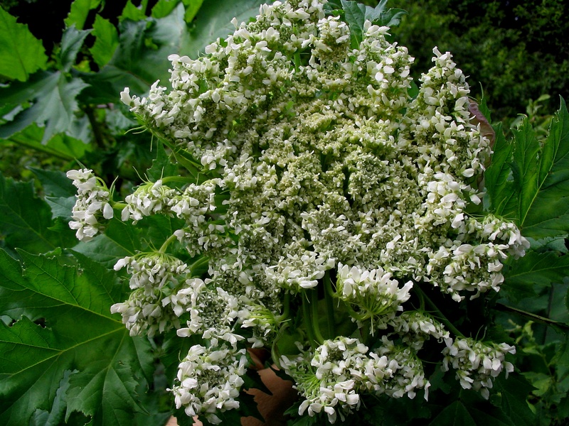 Изображение особи род Heracleum.