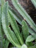 Onosma stellulata