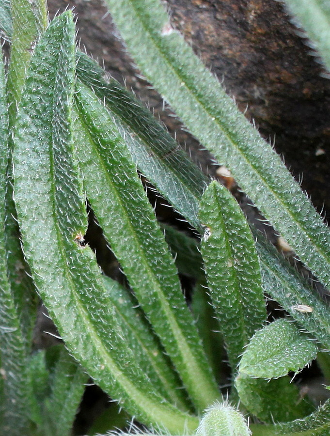 Изображение особи Onosma stellulata.