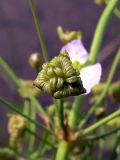 Alisma plantago-aquatica