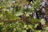 Crataegus stevenii. Побег. Южный берег Крыма, окр. с. Кипарисное. 7 октября 2013 г.