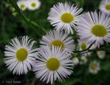 Erigeron annuus ssp. lilacinus