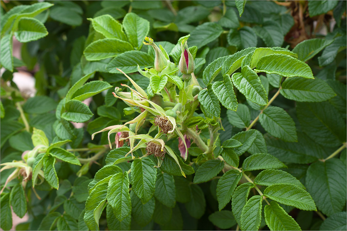 Изображение особи Rosa rugosa.