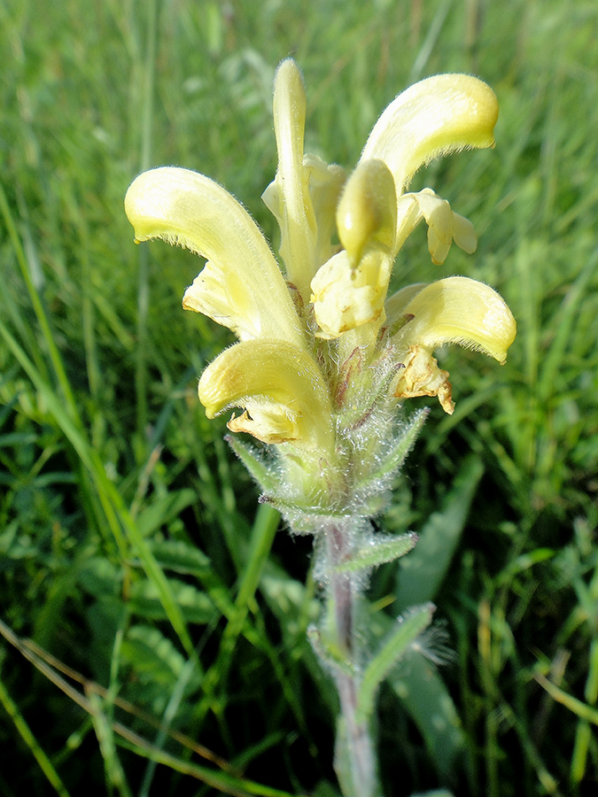 Image of Pedicularis tristis specimen.