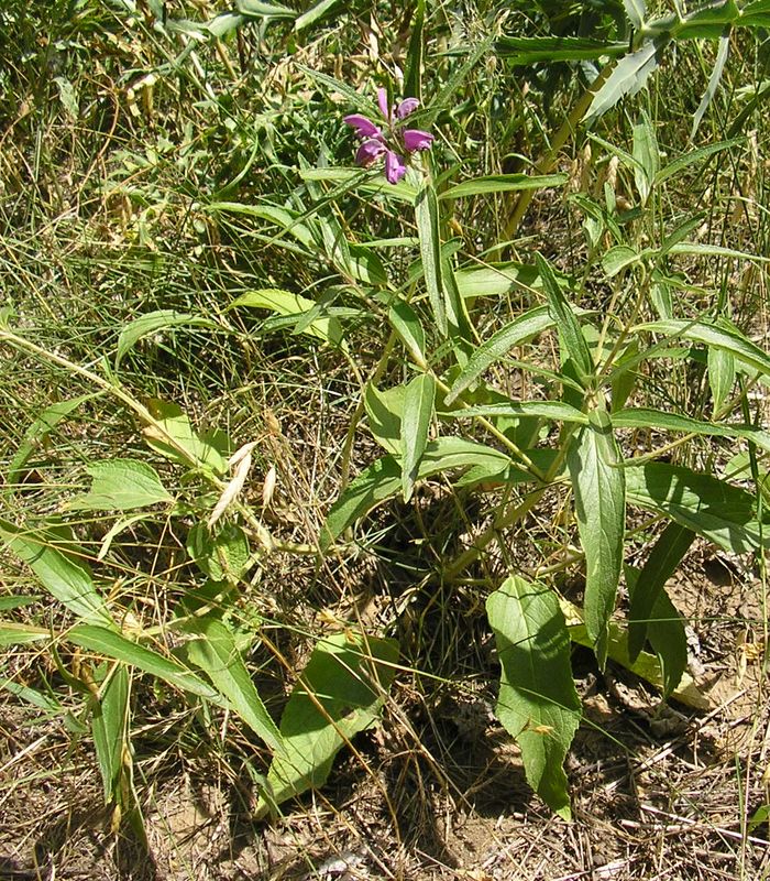 Image of Phlomis pungens specimen.