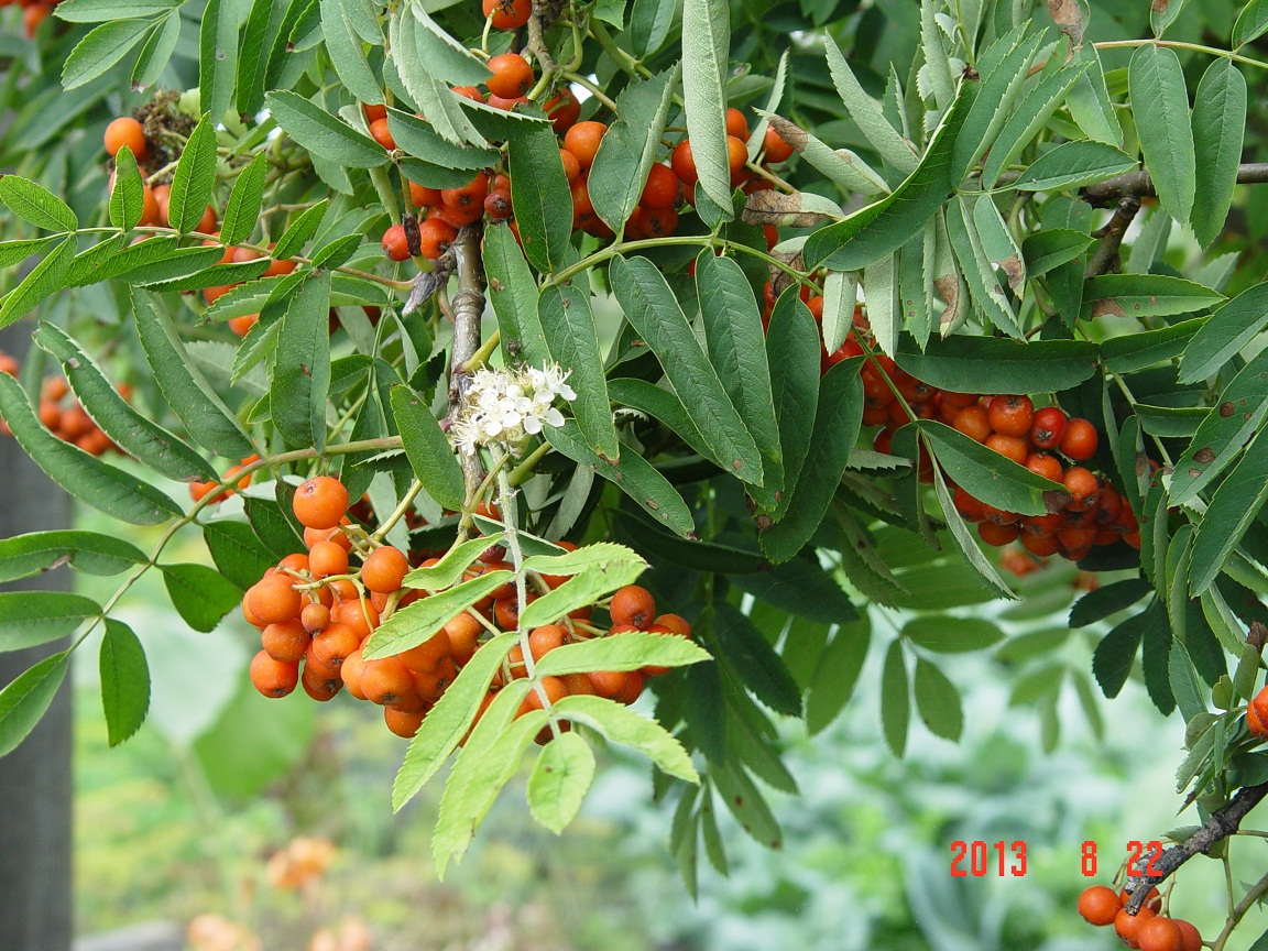 Image of Sorbus sibirica specimen.