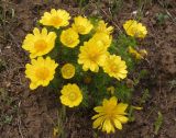 Adonis vernalis. Цветущее растение. Украина, Запорожский р-н, Дурная балка, разнотравная степь. 13.04.2013.