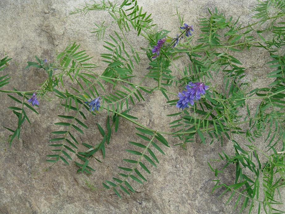 Image of Vicia cracca specimen.