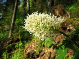 Actaea erythrocarpa. Соцветие. Пермский край, окр. г. Красновишерск, левый берег р. Вишера, залесённое подножие известнякового уступа \"Камень Ветлан\". 10.06.2012.