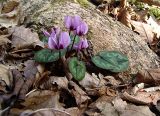 Cyclamen coum