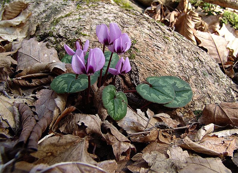 Image of Cyclamen coum specimen.