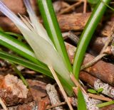 Crocus hyemalis