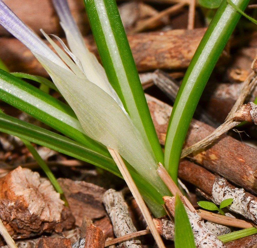 Изображение особи Crocus hyemalis.