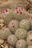 Mammillaria standleyi