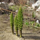 Equisetum telmateia. Молодые вегетативные побеги. Краснодарский край, м/о г. Новороссийск, у ручья. 22.03.2014.