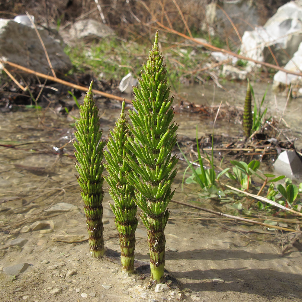 Изображение особи Equisetum telmateia.