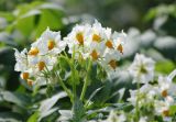 Solanum tuberosum