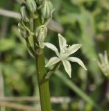 Ornithogalum sphaerocarpum