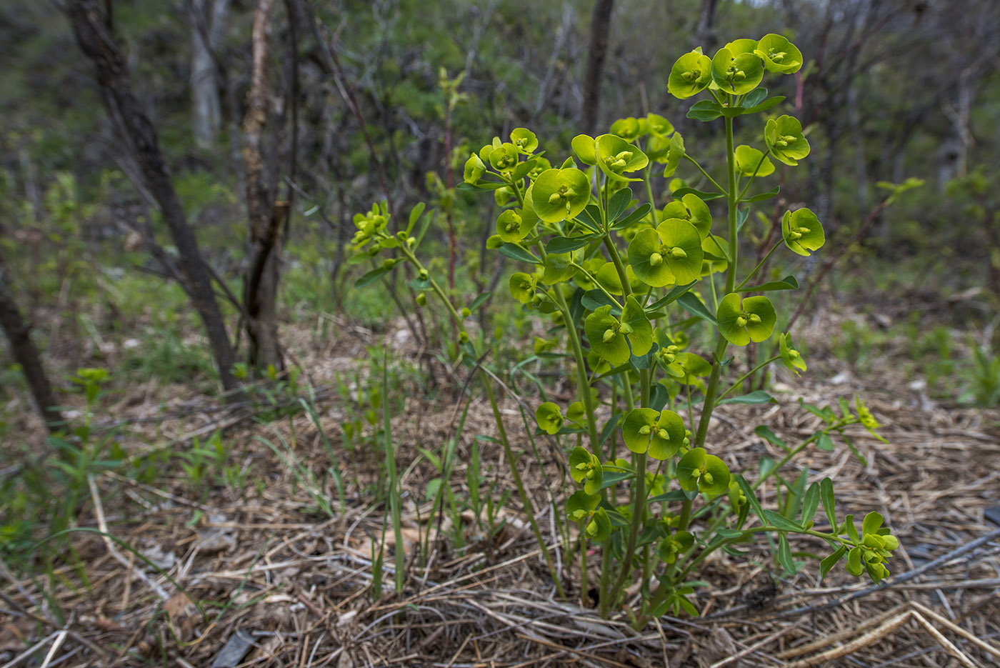 Image of Euphorbia esula specimen.