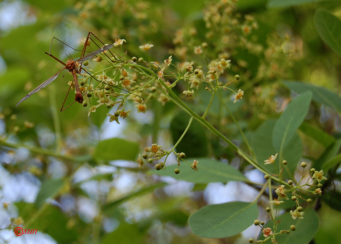 Image of Cotinus coggygria specimen.