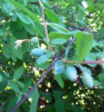 Lonicera altaica. Созревающие соплодия, на одном из них - высохший венчик цветка. Москва, Кусково, аллея лесопарка. 20.05.2014.