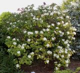 Rhododendron hemsleyanum. Цветущее растение. Германия, г. Дюссельдорф, Ботанический сад университета. 04.05.2014.