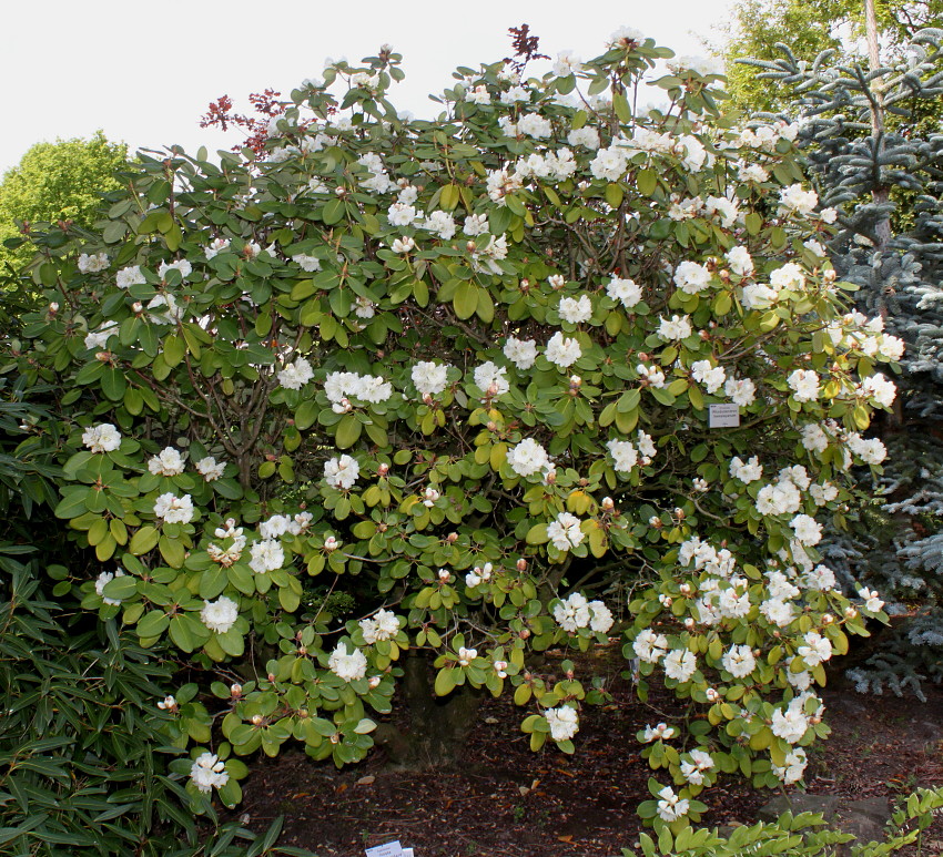 Image of Rhododendron hemsleyanum specimen.