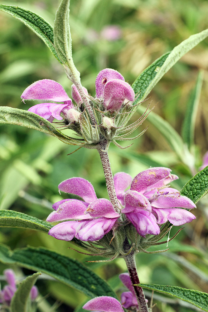 Изображение особи Phlomis regelii.