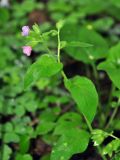 Pulmonaria obscura. Верхушка побега с соцветием. Московская обл., окр. г. Звенигород. 19.05.2012.