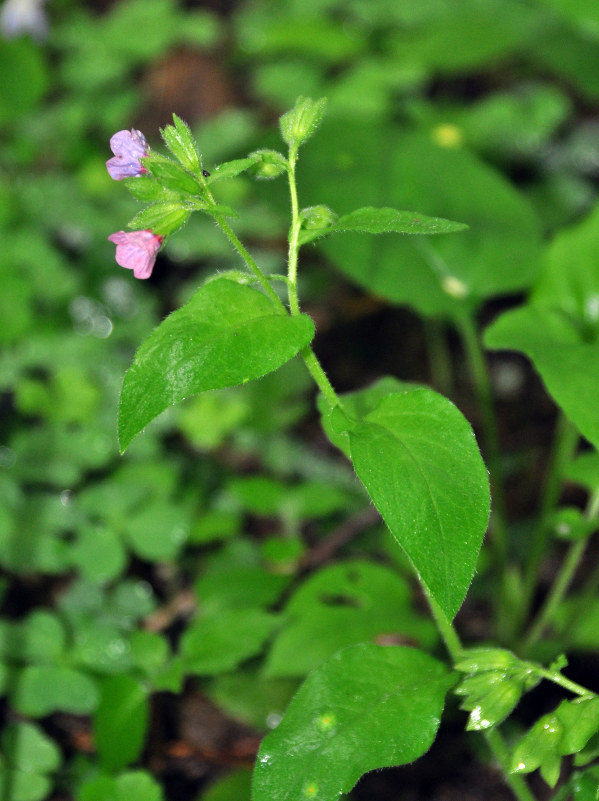 Изображение особи Pulmonaria obscura.