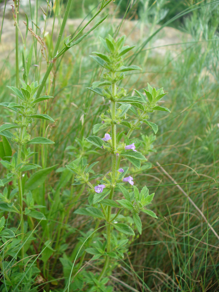 Изображение особи Ziziphora acinos.