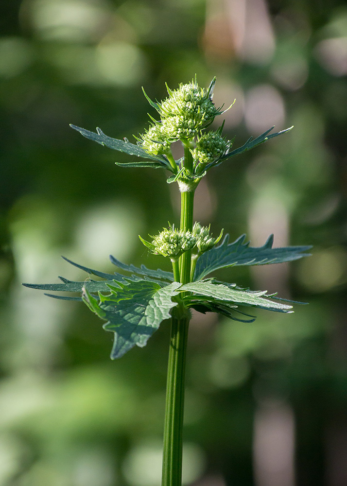 Image of genus Valeriana specimen.