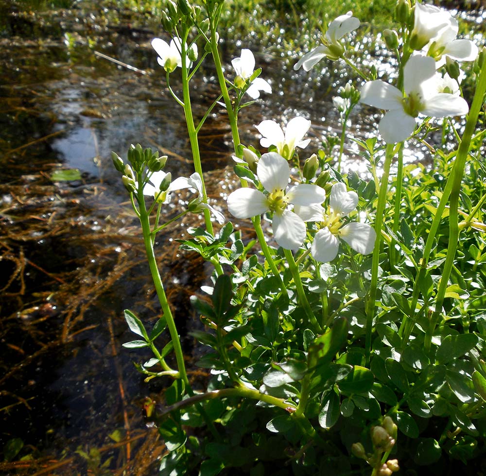 Image of Cardamine prorepens specimen.