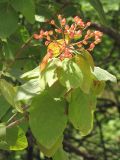 Viburnum lantana